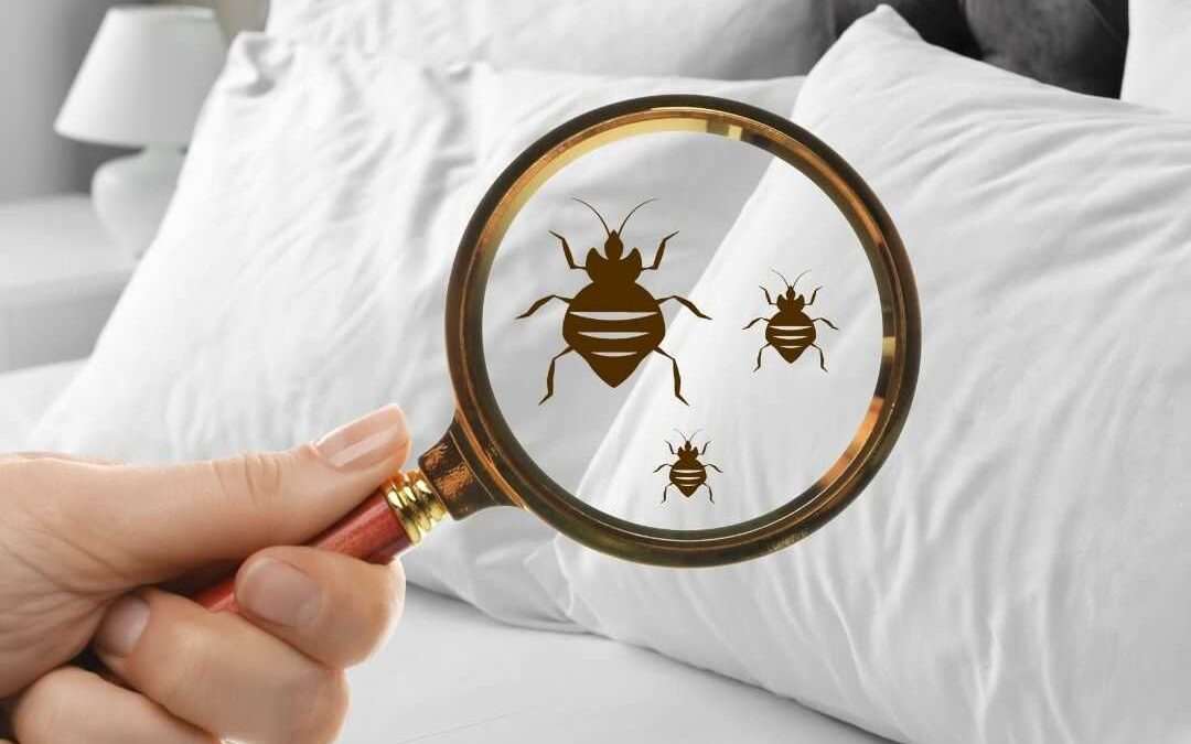 Bedbugs: wat u moet weten