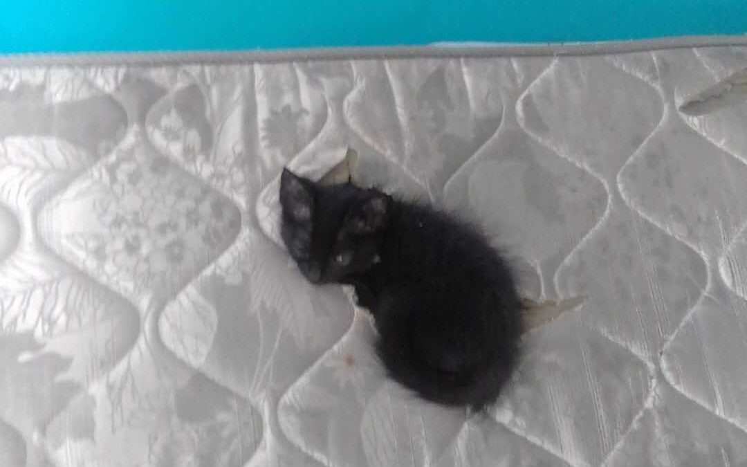 Verkocht matras met kat erin: een opmerkelijke fout