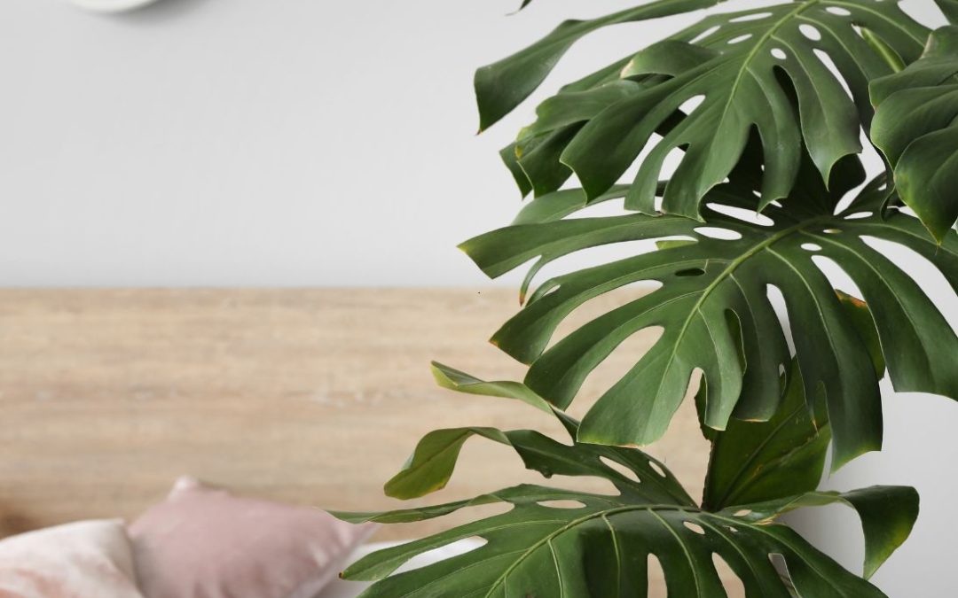 Top 10 beste slaapkamerplanten